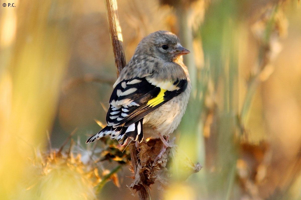 small goldfinch 1...