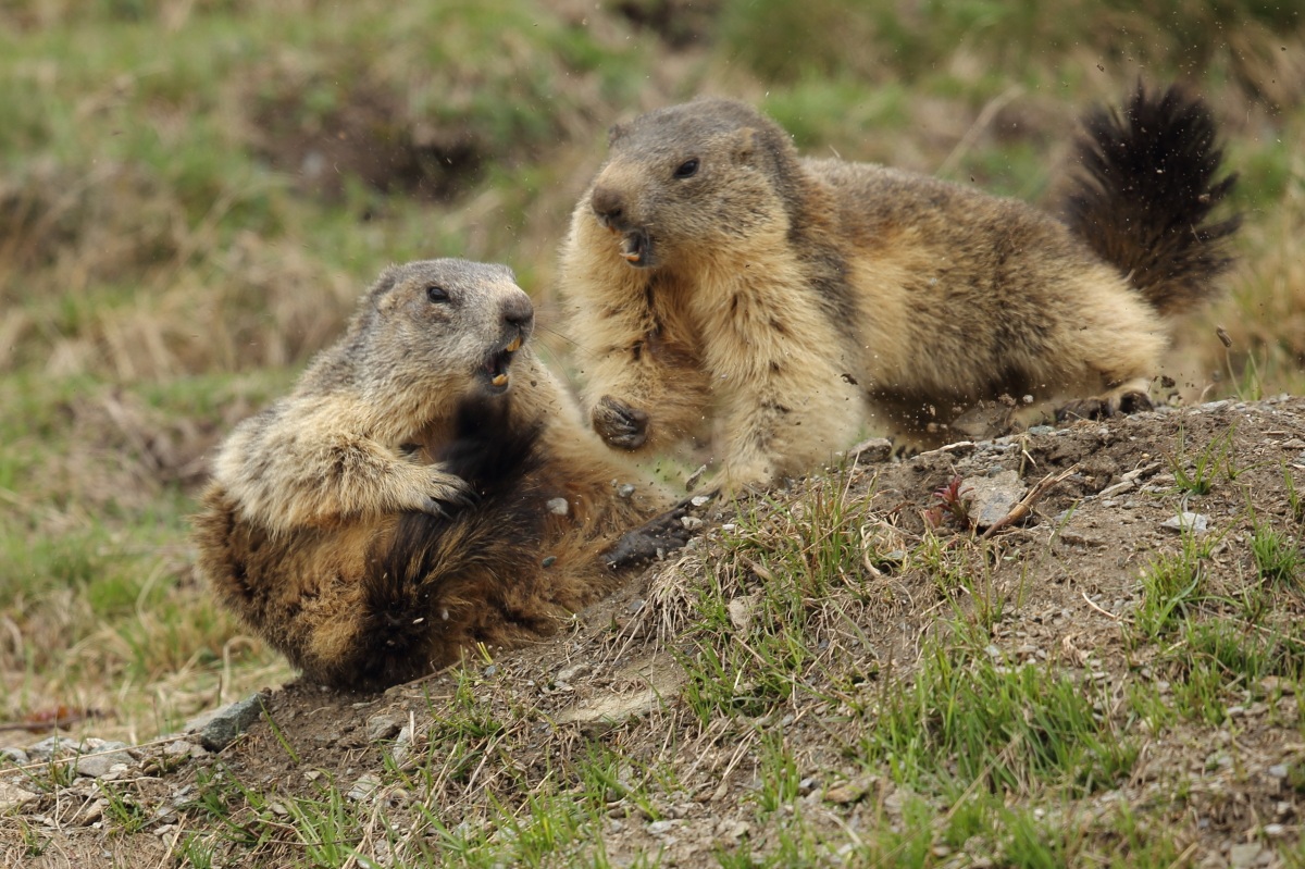 Fight between marmots...