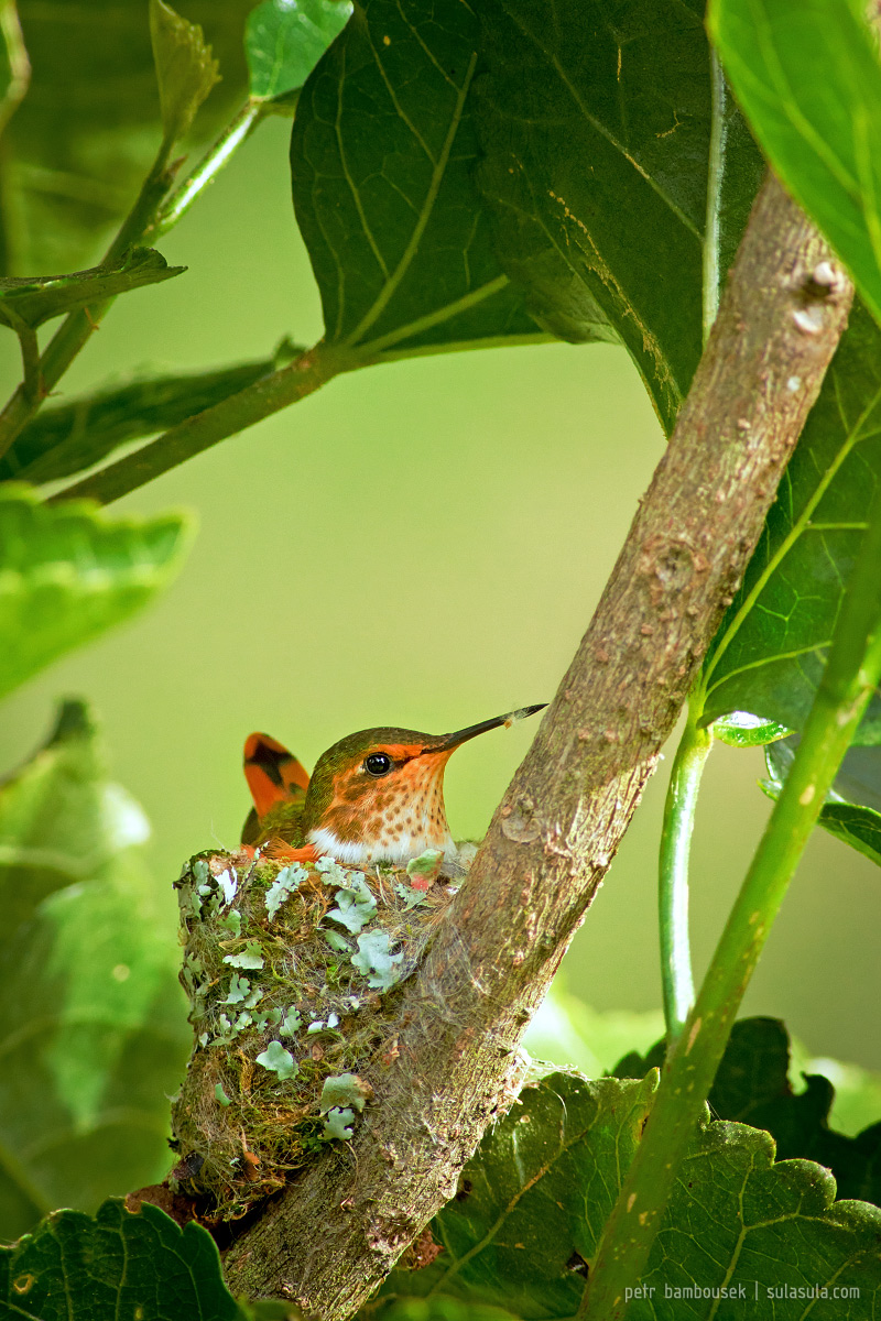 Scintillant colibrì | Panama...