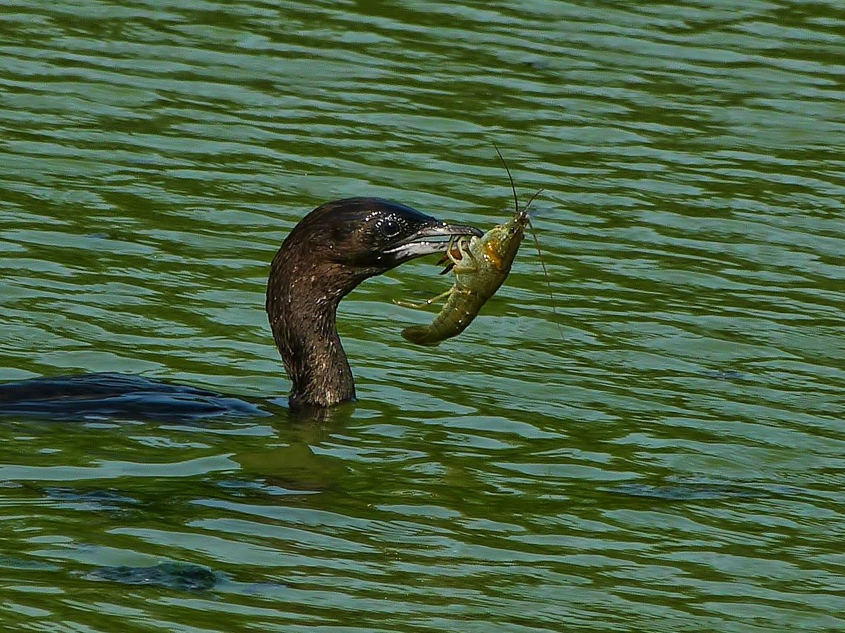 Cormorant with prey ......