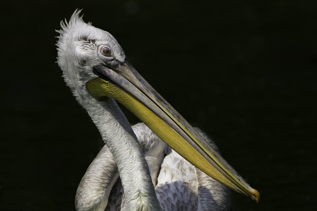 Young specimen of Pelican...