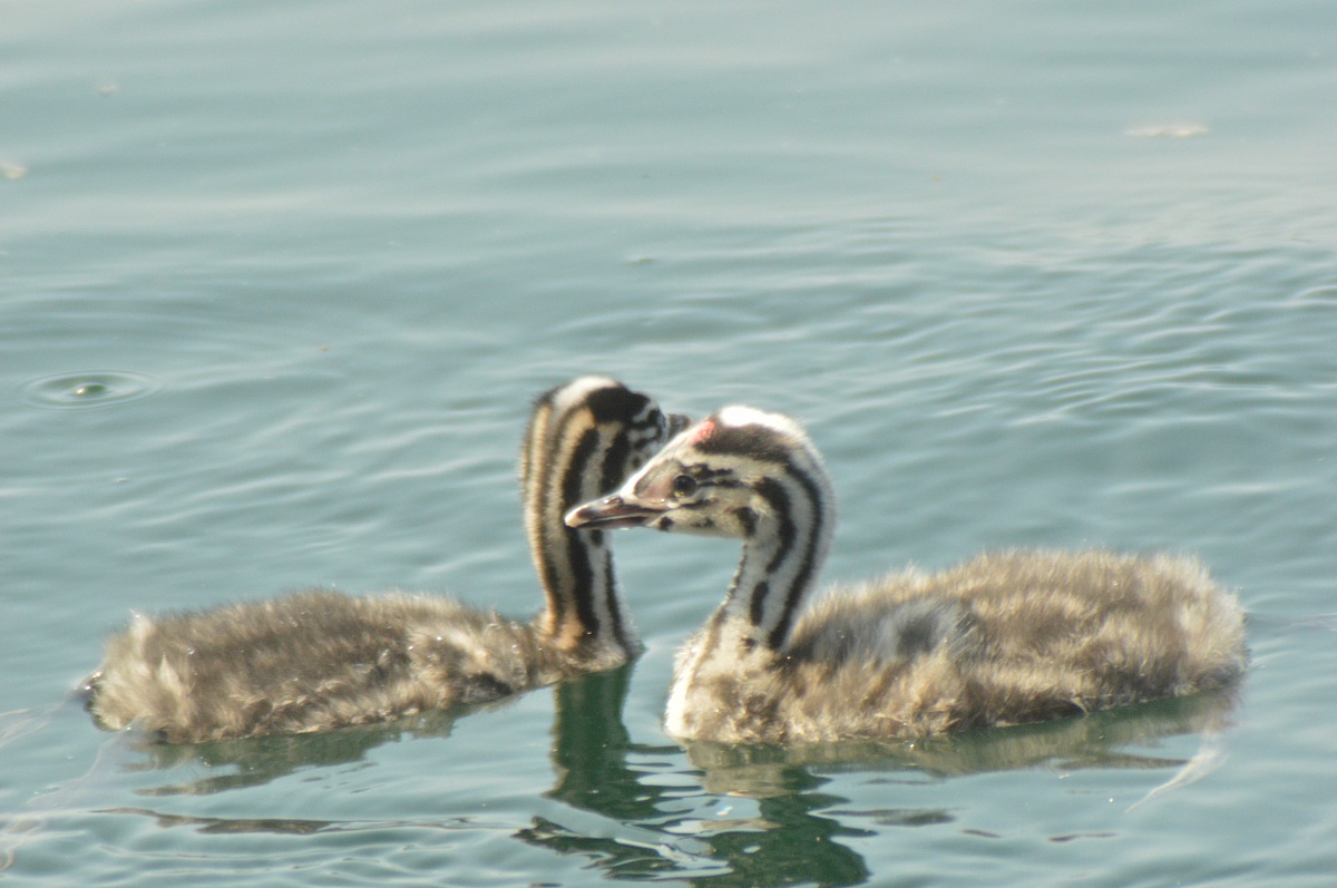 Small crested grebes...