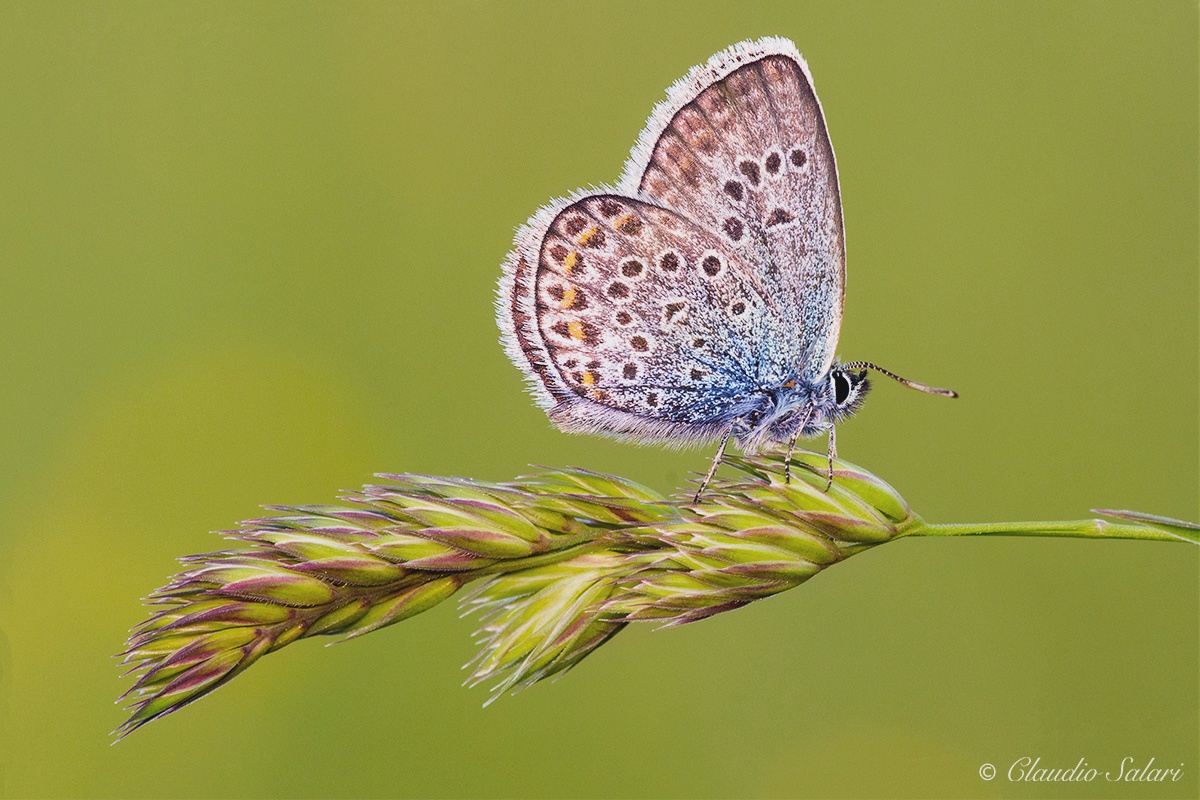 Polyommatus icarus...