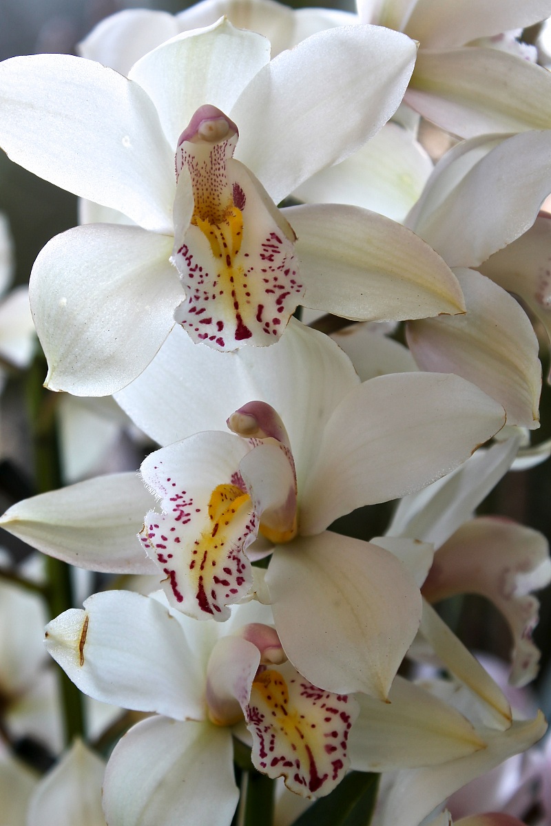 Orchidea bianca...