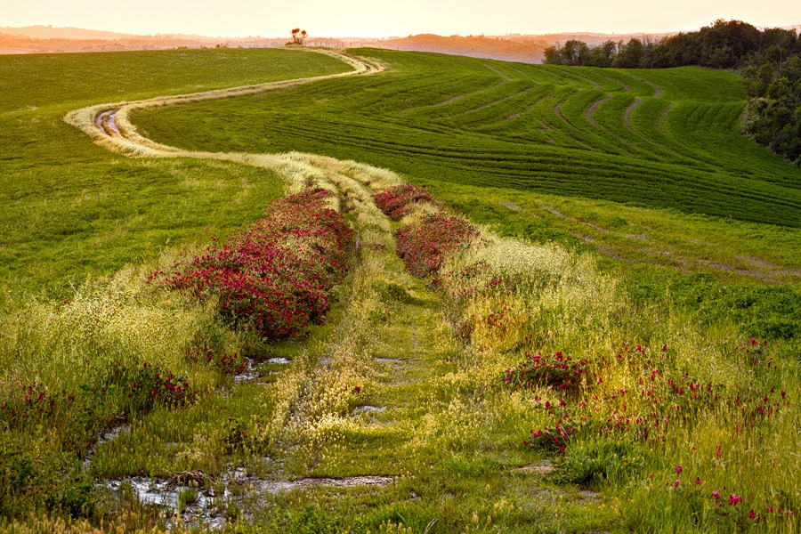 Tuscan paths...