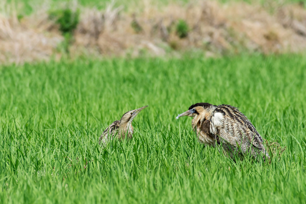 The parade of the bittern...