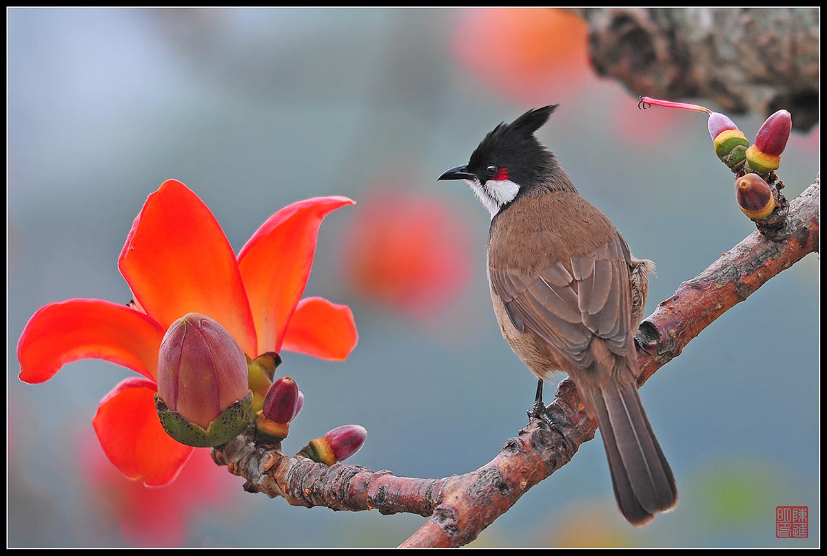 Red-whiskered Bulbul & the Red Kapok Tree (2)...