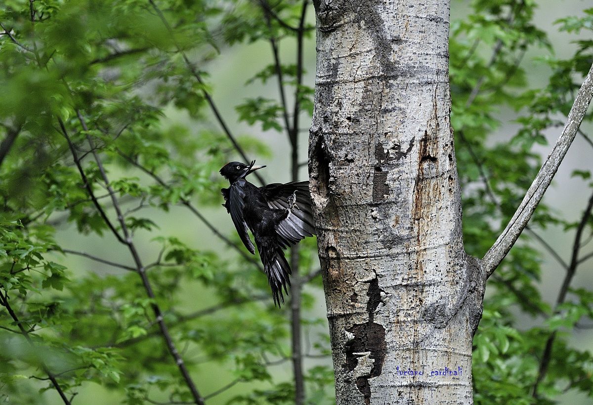 female black woodpecker nest in Docking...