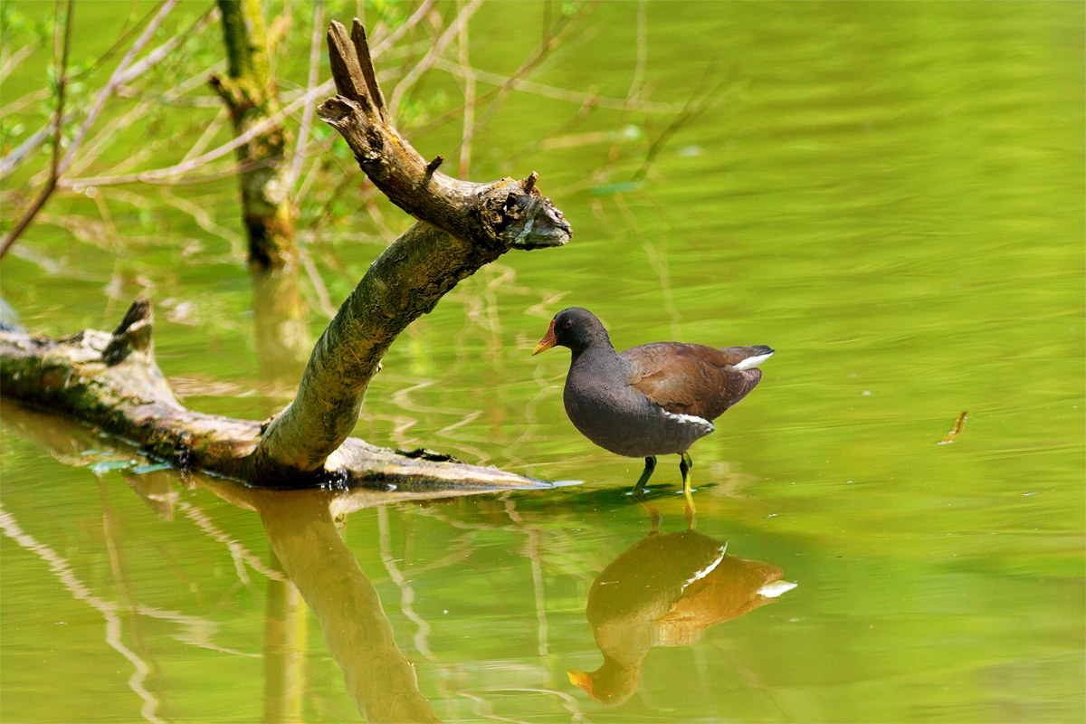 Gallinella d'acqua...