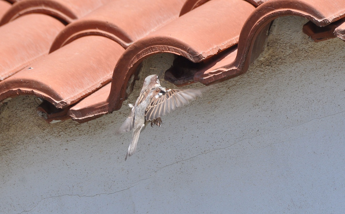 Sparrow nest landing...