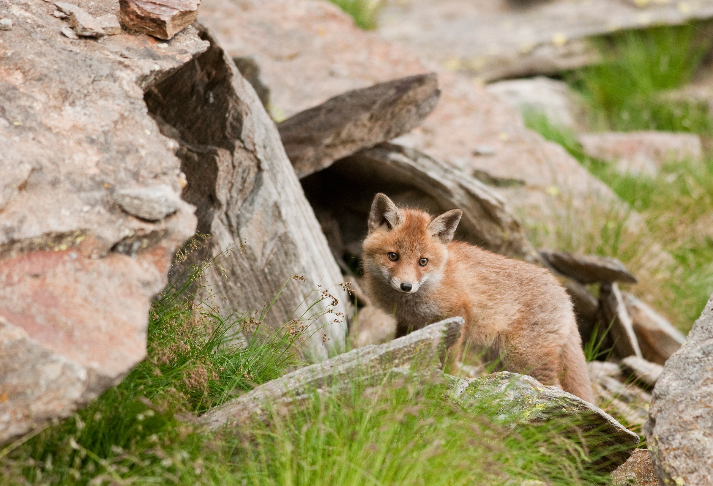 fox cub 2012...