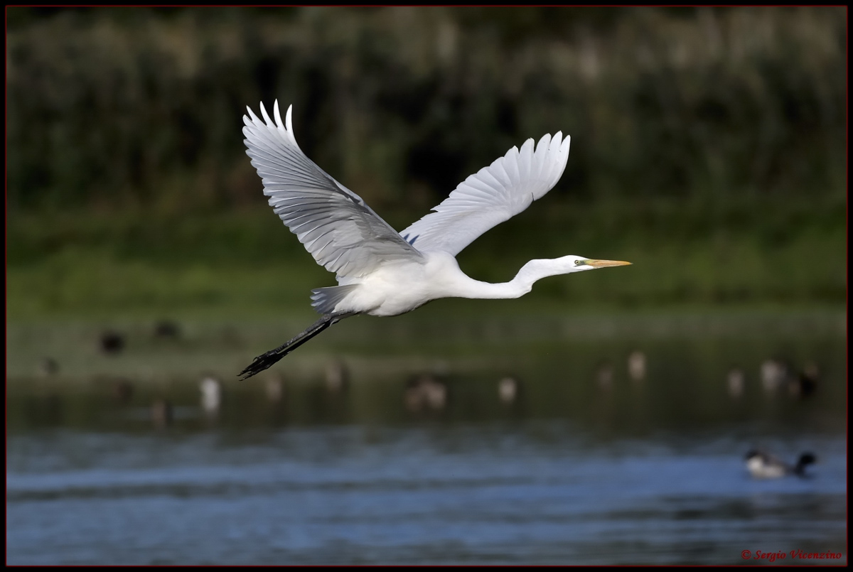White Heron in flight...
