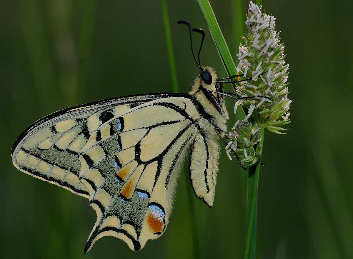 swallowtail butterfly...