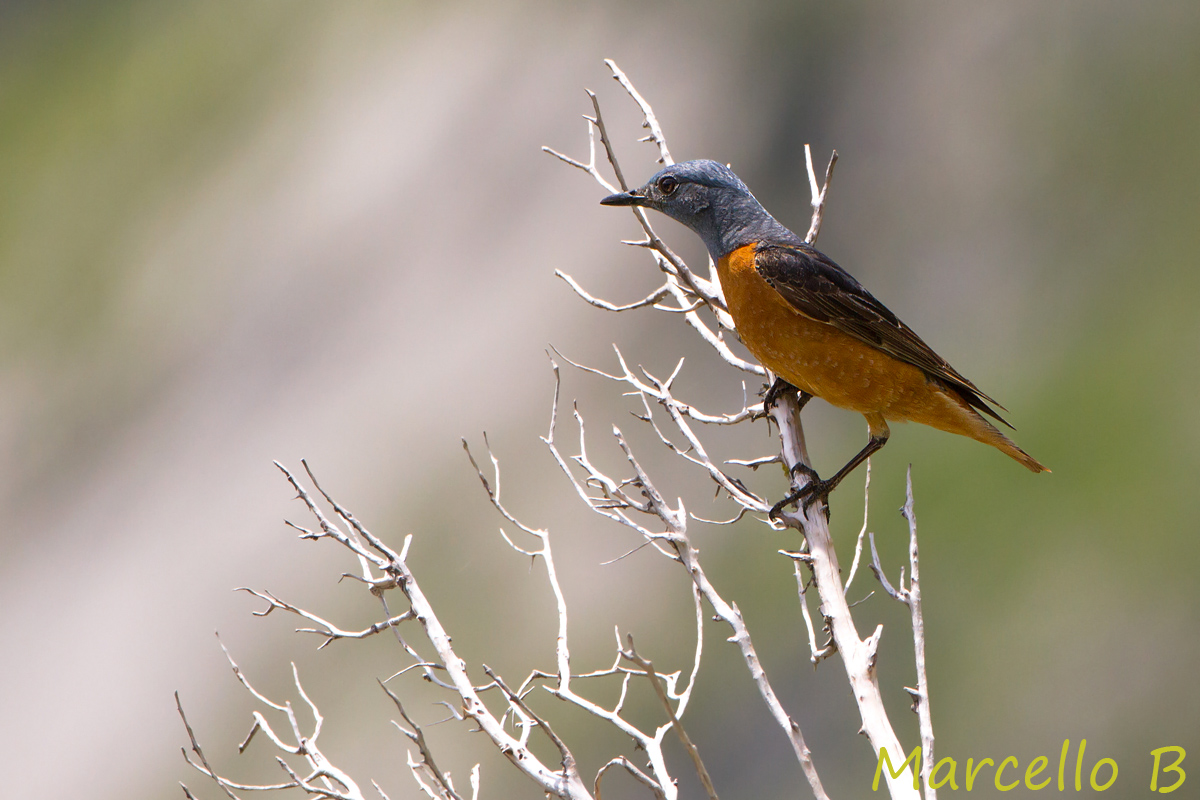 Rock Thrush....