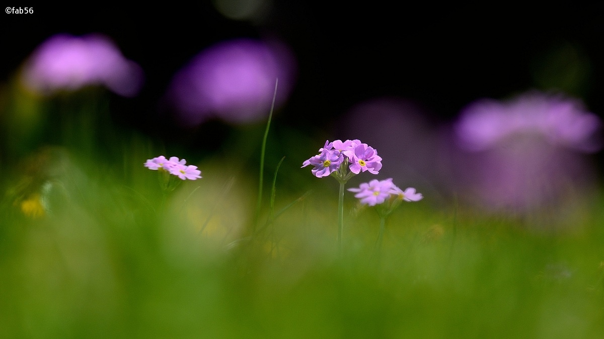 primula farinosa...