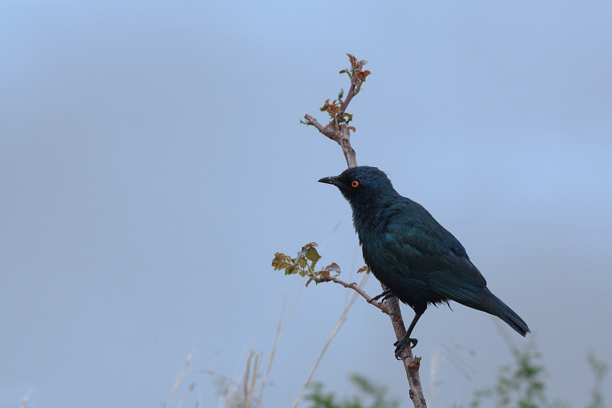 Black bird...