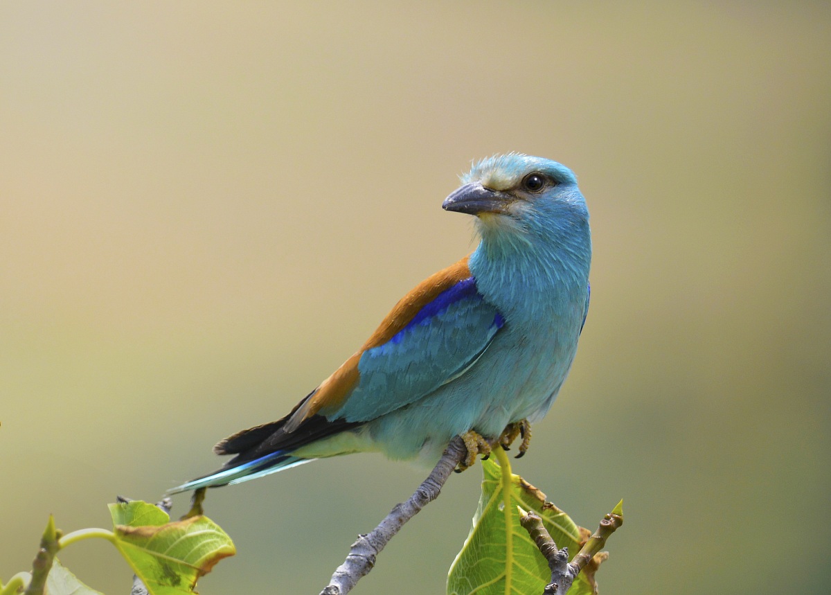 the expectation of the European roller...