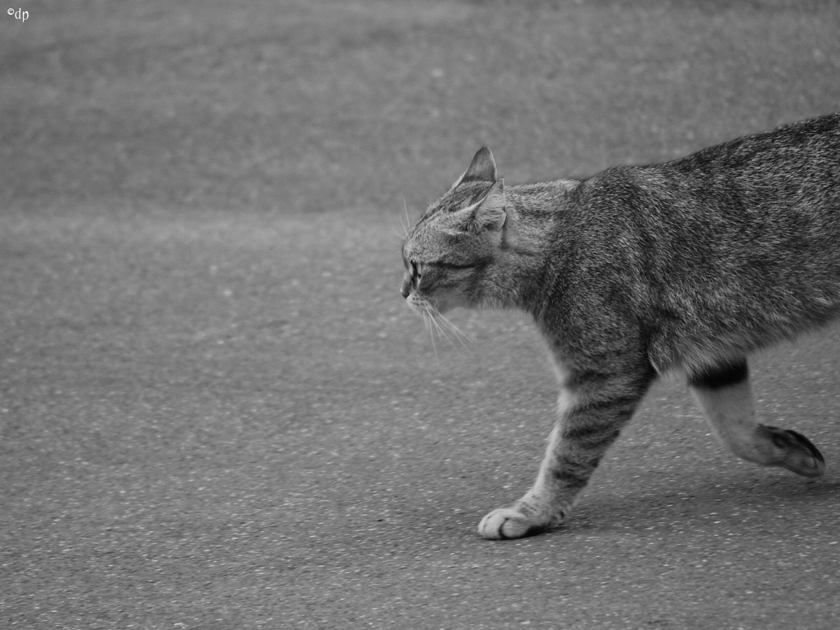 Urban grey cat...