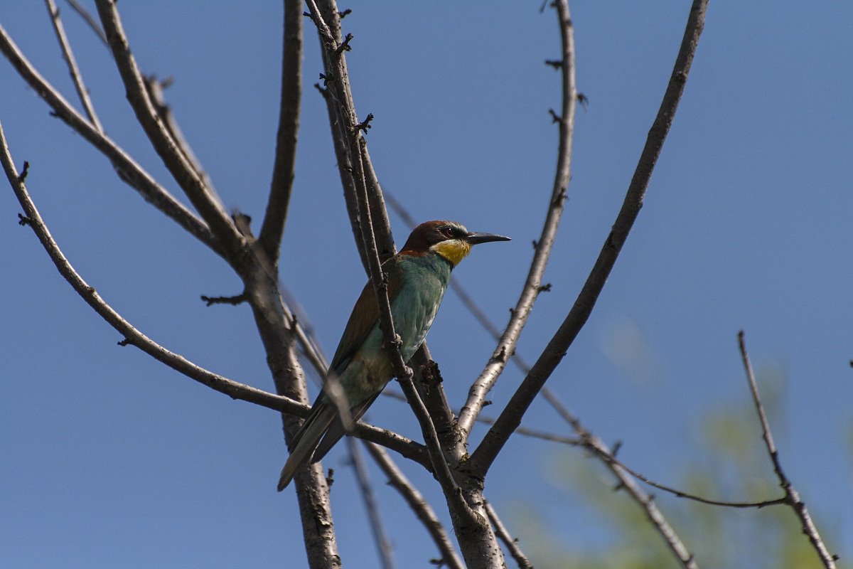 Bee-eater Merops (bee-eater)...