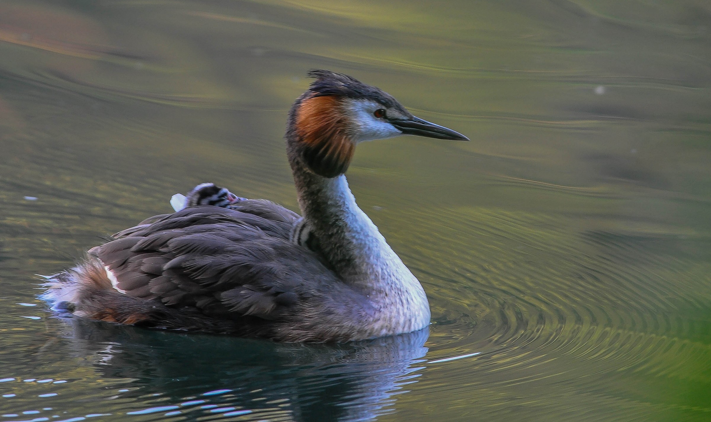 Grebe with offspring...