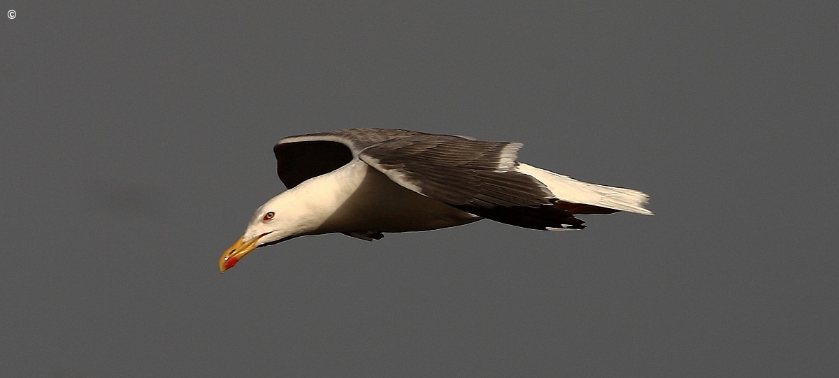 seagull in flight - lampedusa...