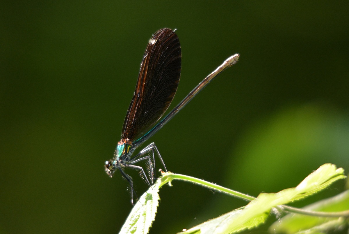 libellula...