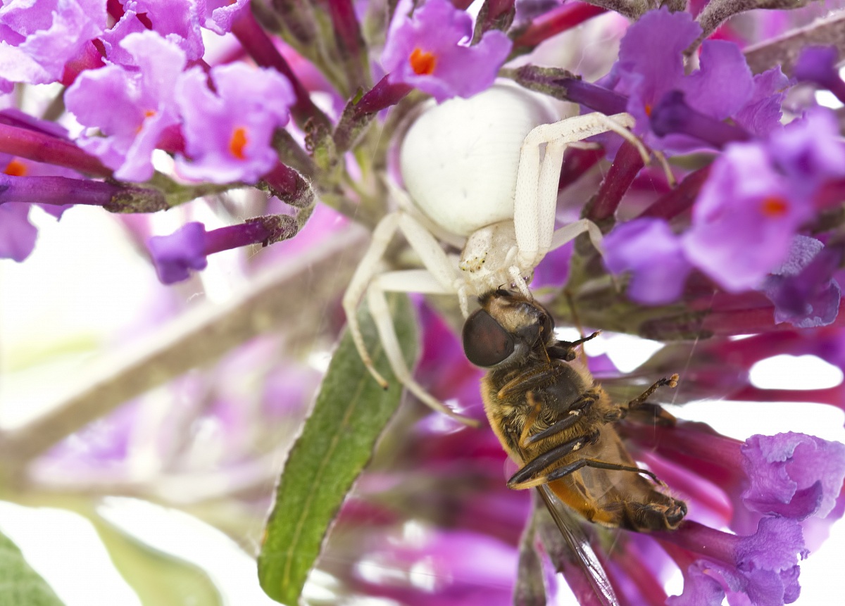 Misumena vatia feasting on a wasp...