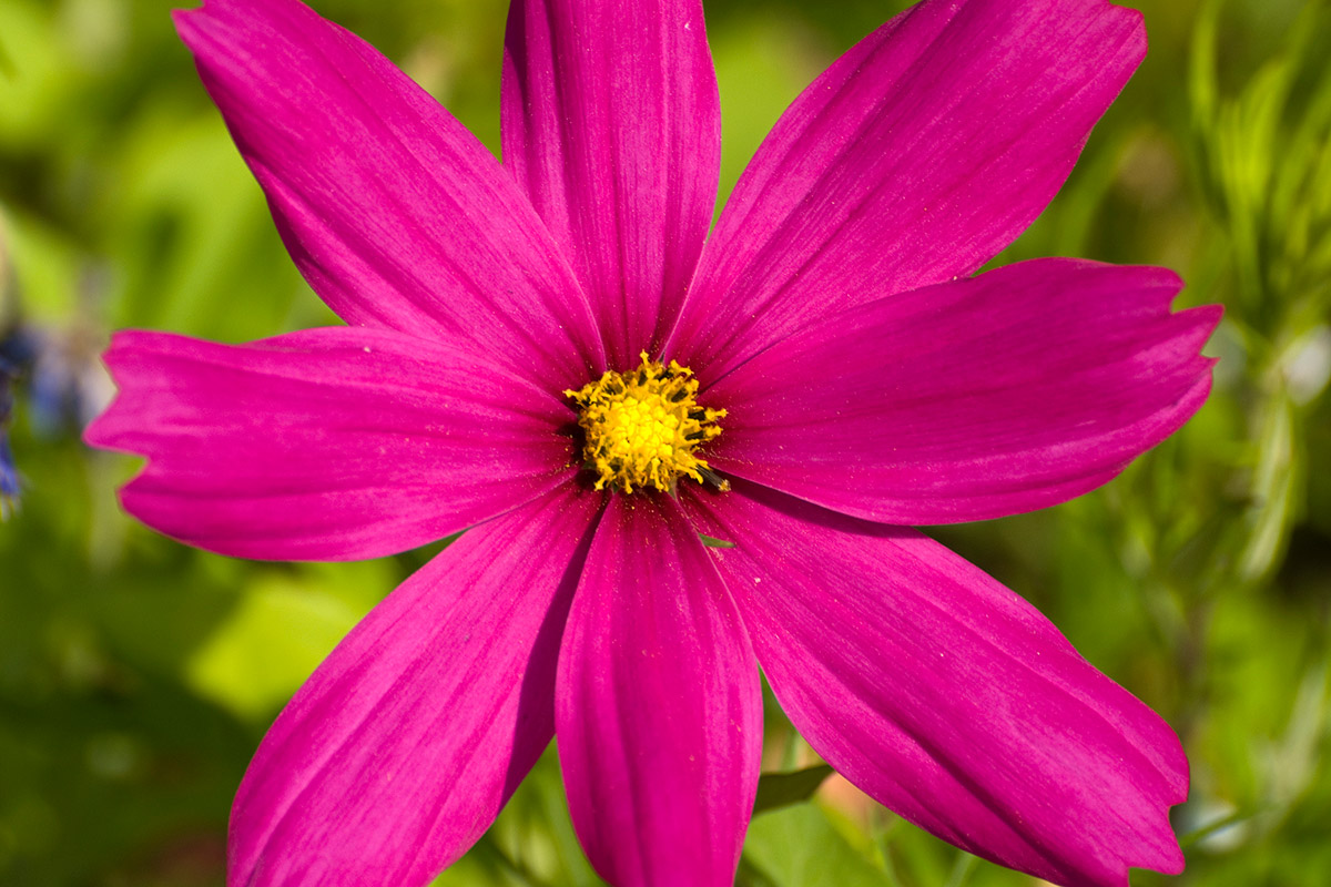 Fiore 3...