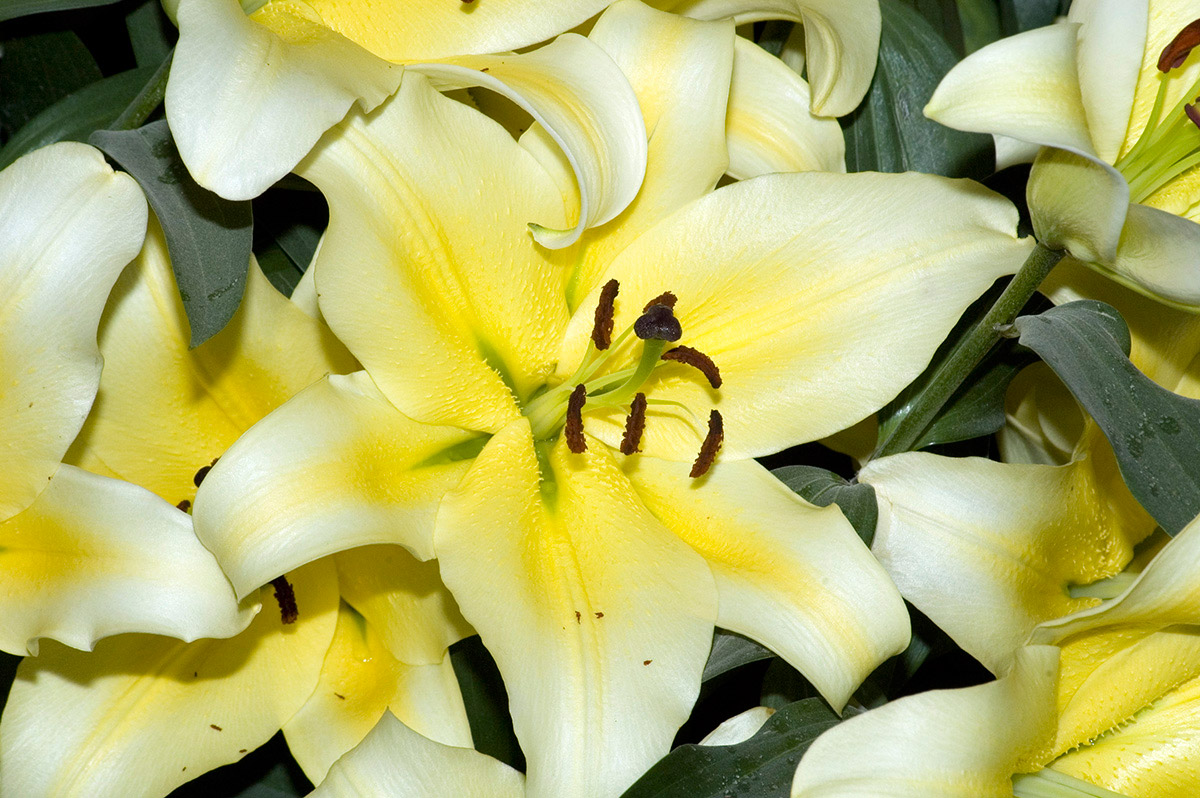 Flower 19...