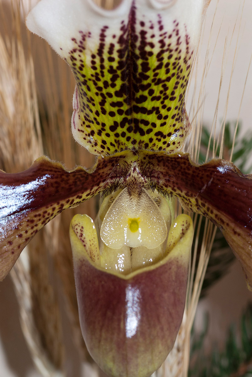 Orchidea 4...