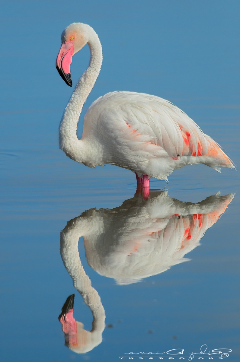 A Narcisus Flamingo...