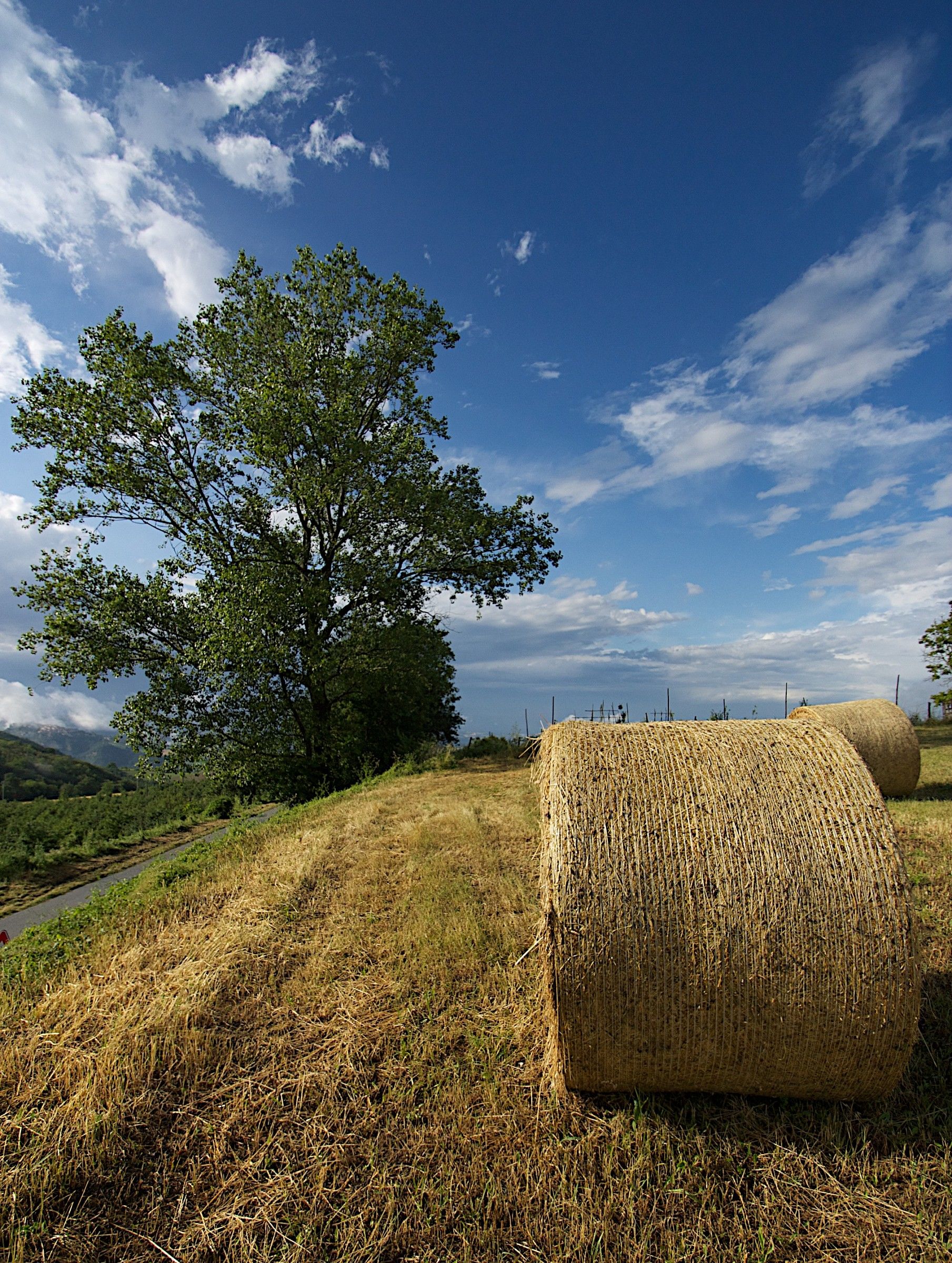 rolls of hay...