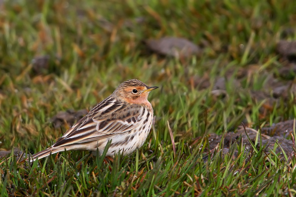Red-throated Pipit...