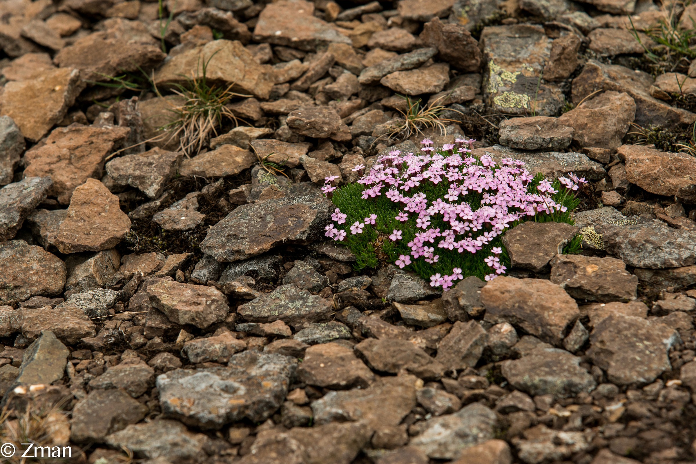 Il famoso islandese Wild Flower...