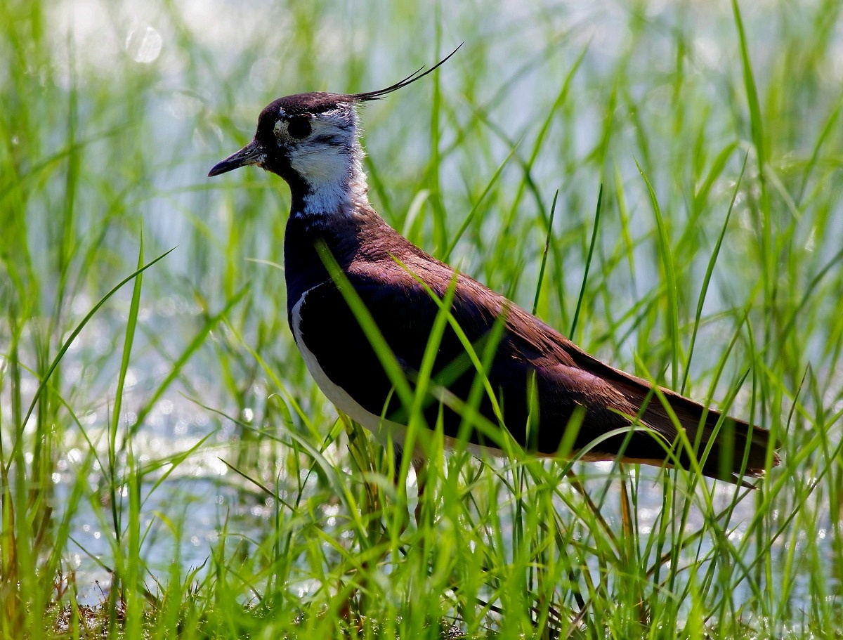 Lapwing In Rice...