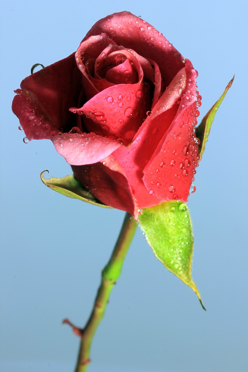 EOS 550 D 0.5 t av 22 iso 100...