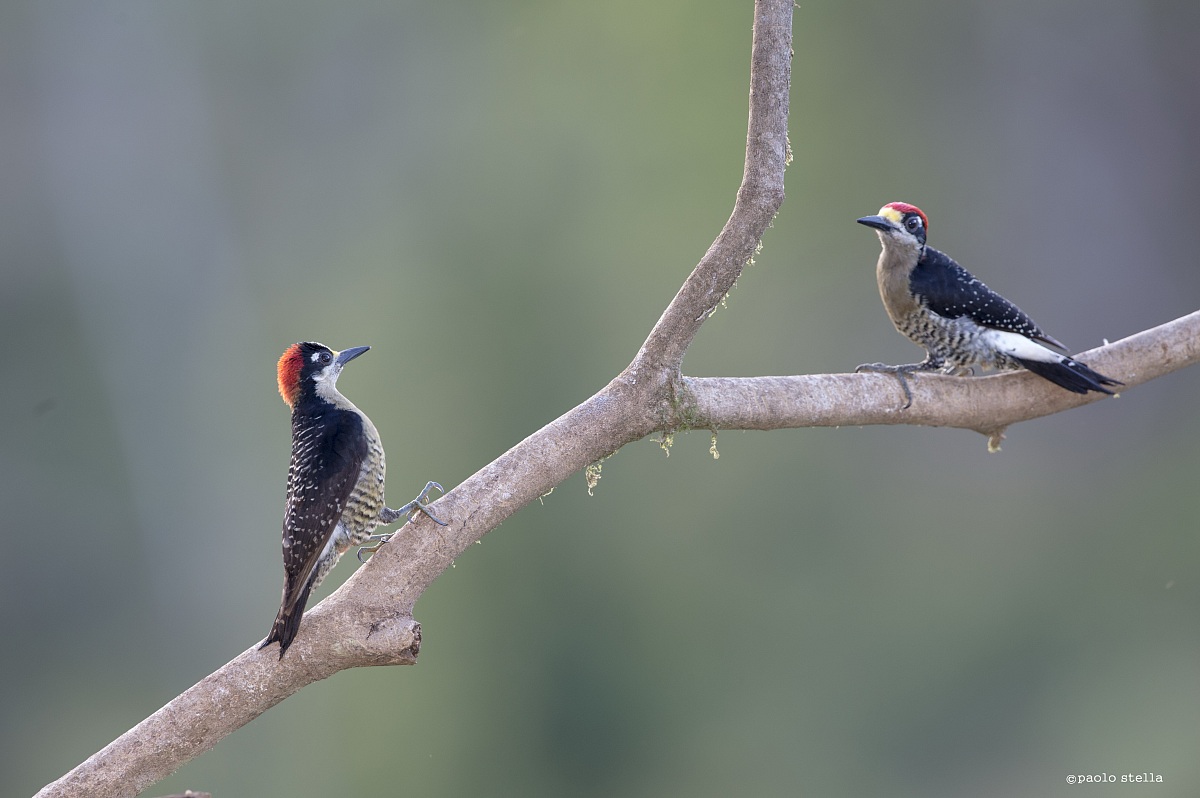 Acorn Woodpeckers...