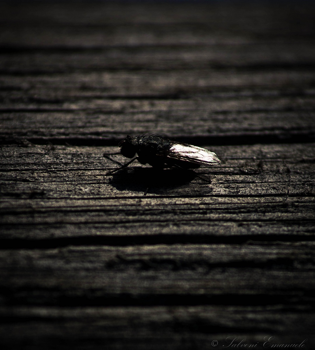 mosca...