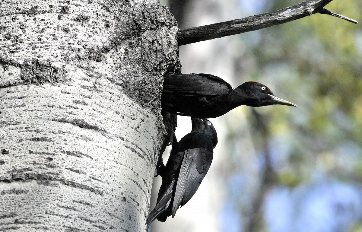 Black Woodpecker nest in output...