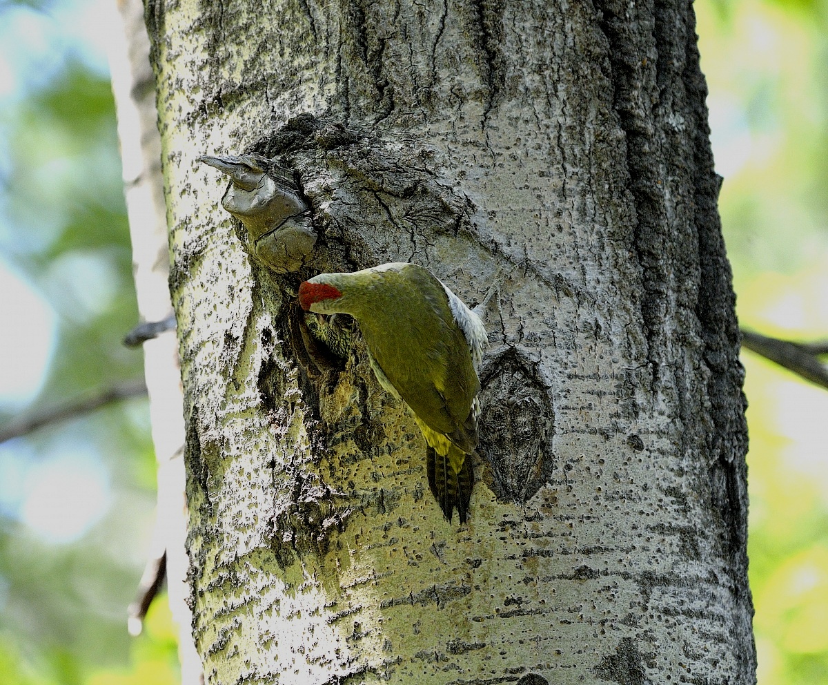green woodpecker in cue...