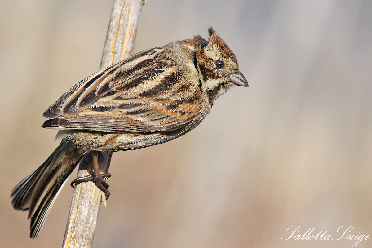 Reed Bunting (Emberiza schoeniclus)...