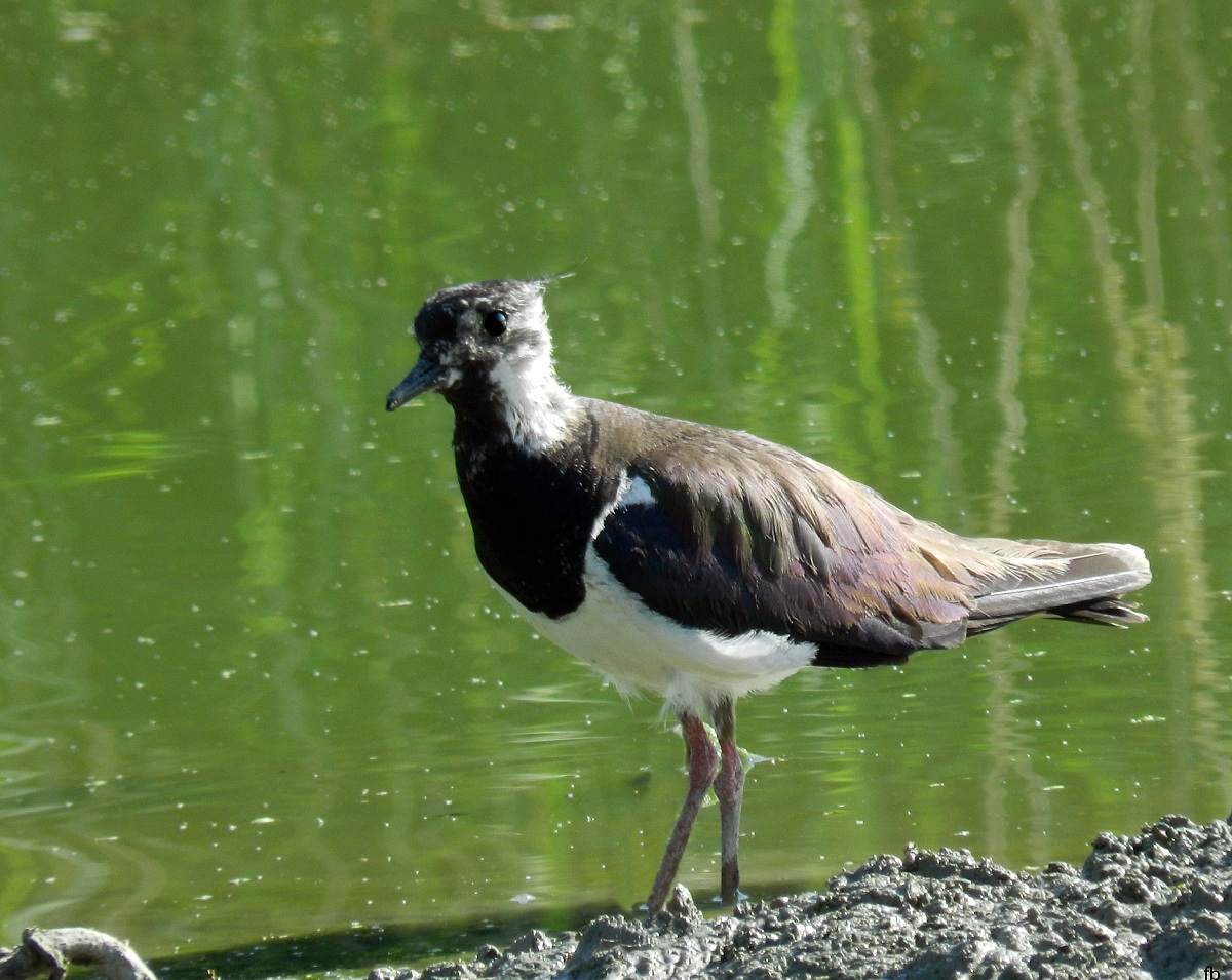 the lapwing...