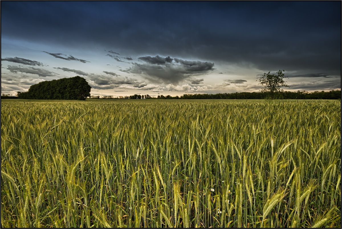 Field of Wheat...