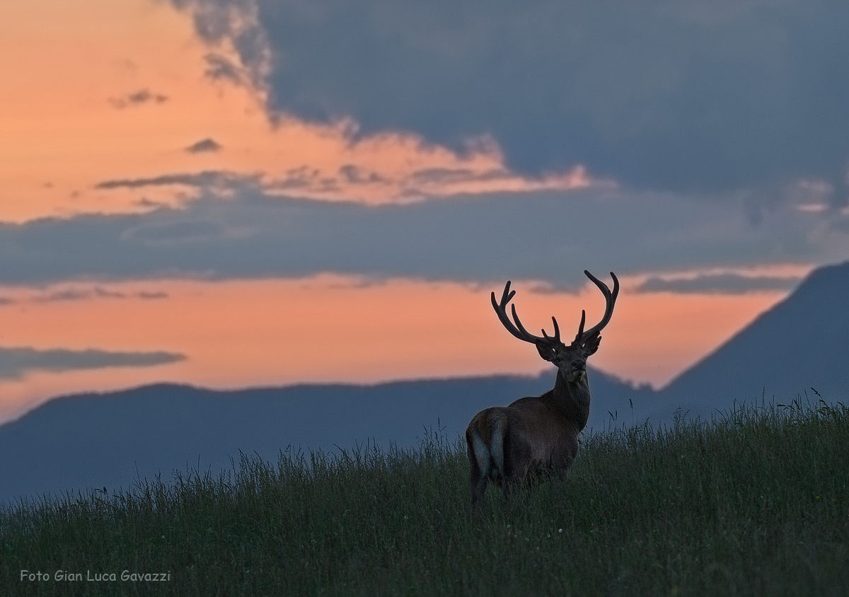 Deer in velvet at sunset...