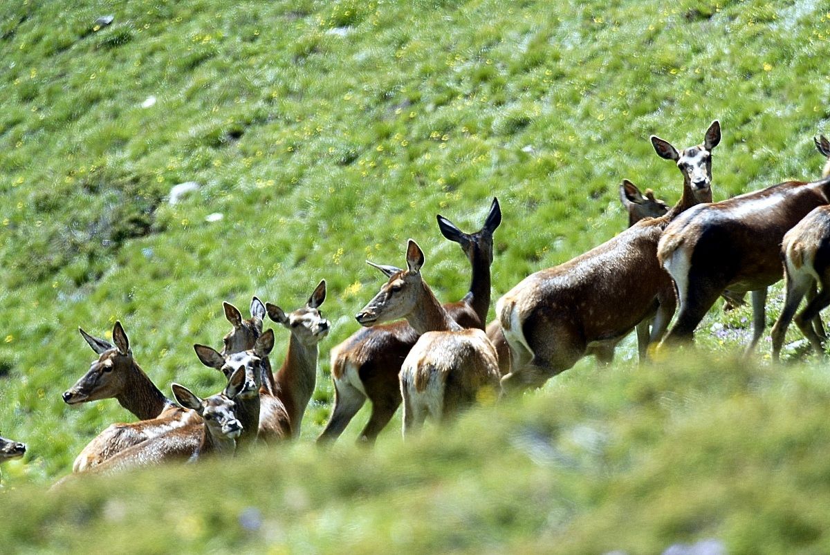 group of hinds...