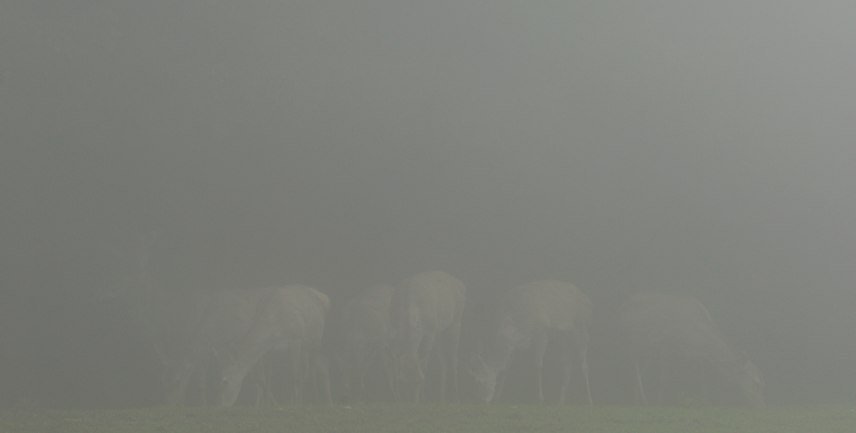 Herd of deer in the clouds...