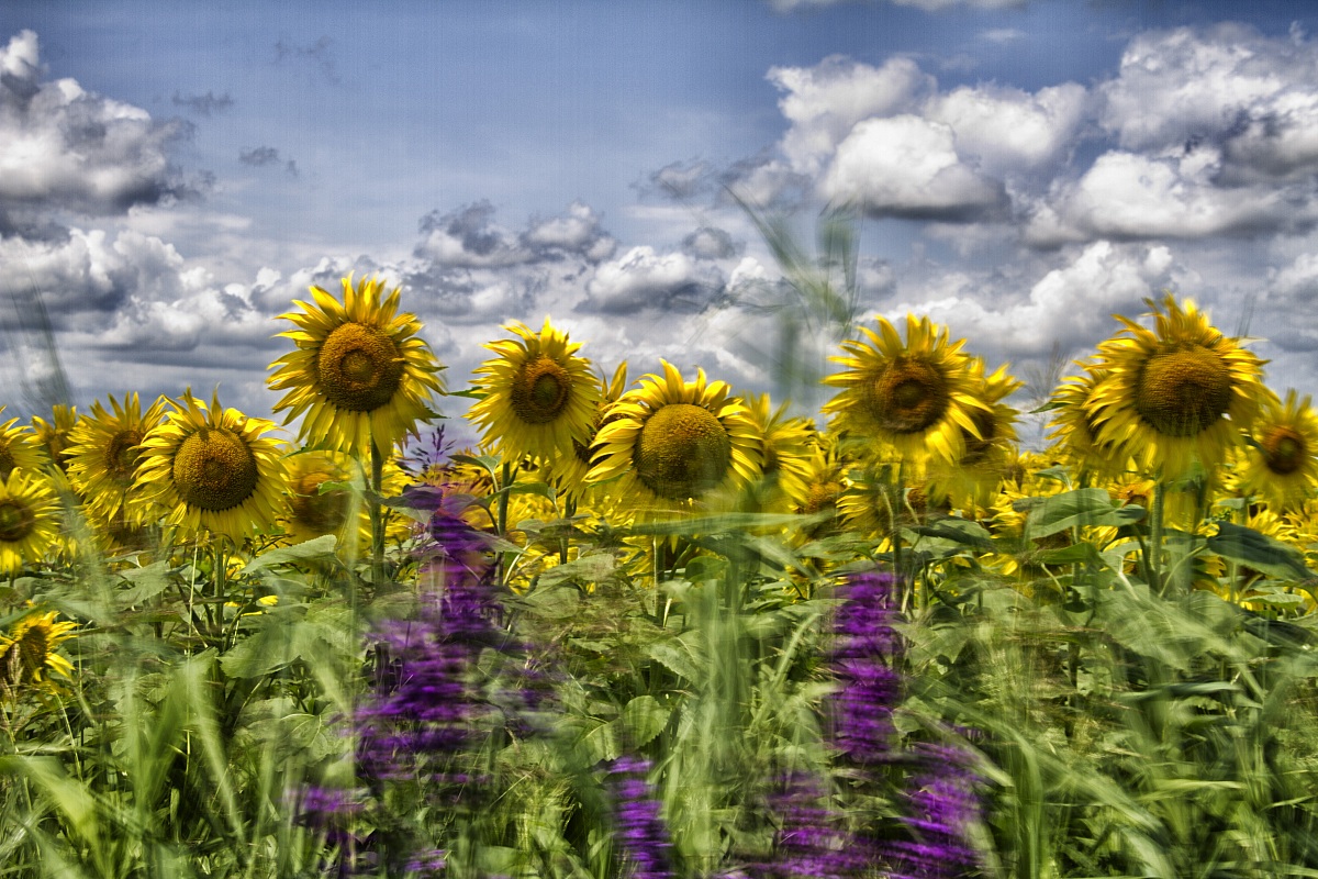 Sunflowers in the wind...