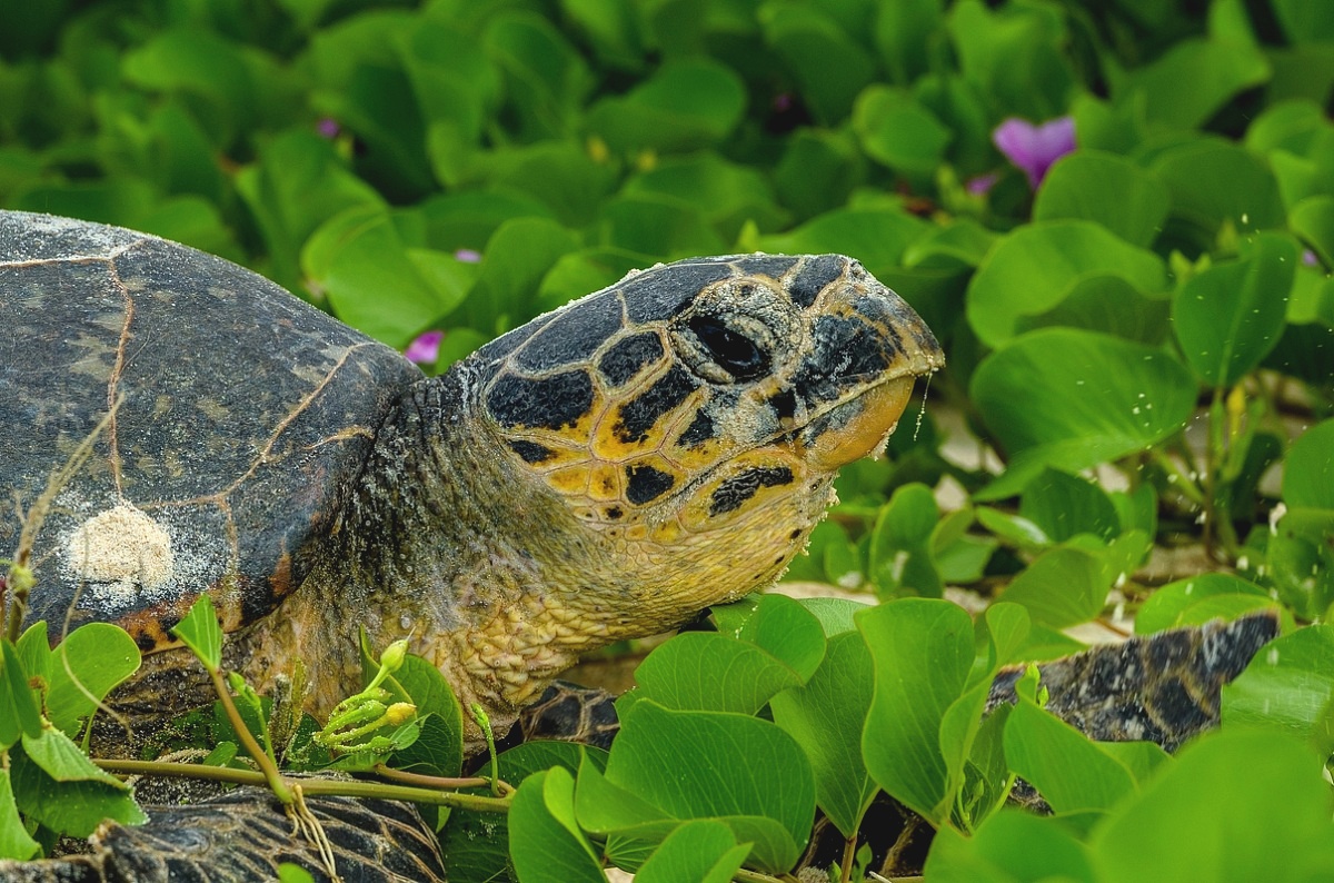 Seychelles - Turtle mare...