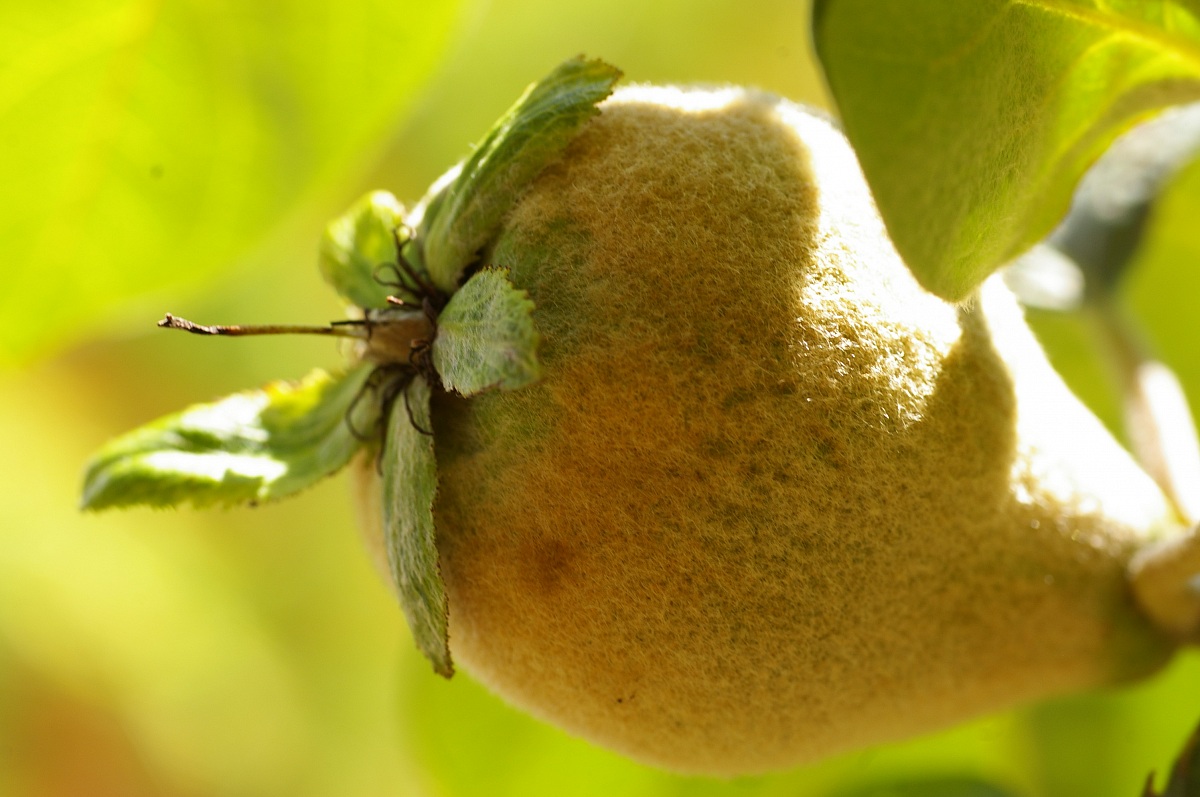 quince - Quitte...