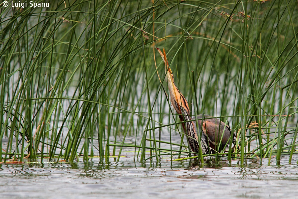 Purple Heron prey of small little grebe III...